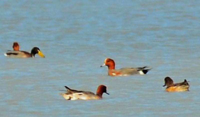 Eurasian Wigeon