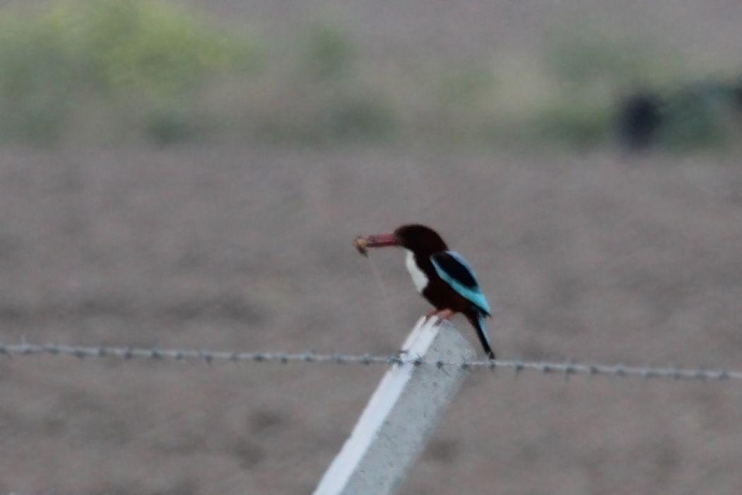 White-throated Kingfisher
