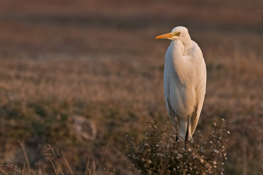 Great Egret