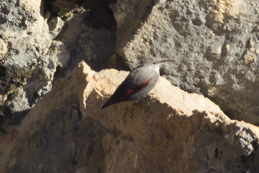 Wallcreeper
