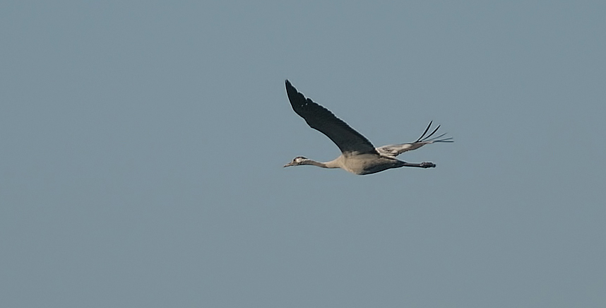 Common Crane