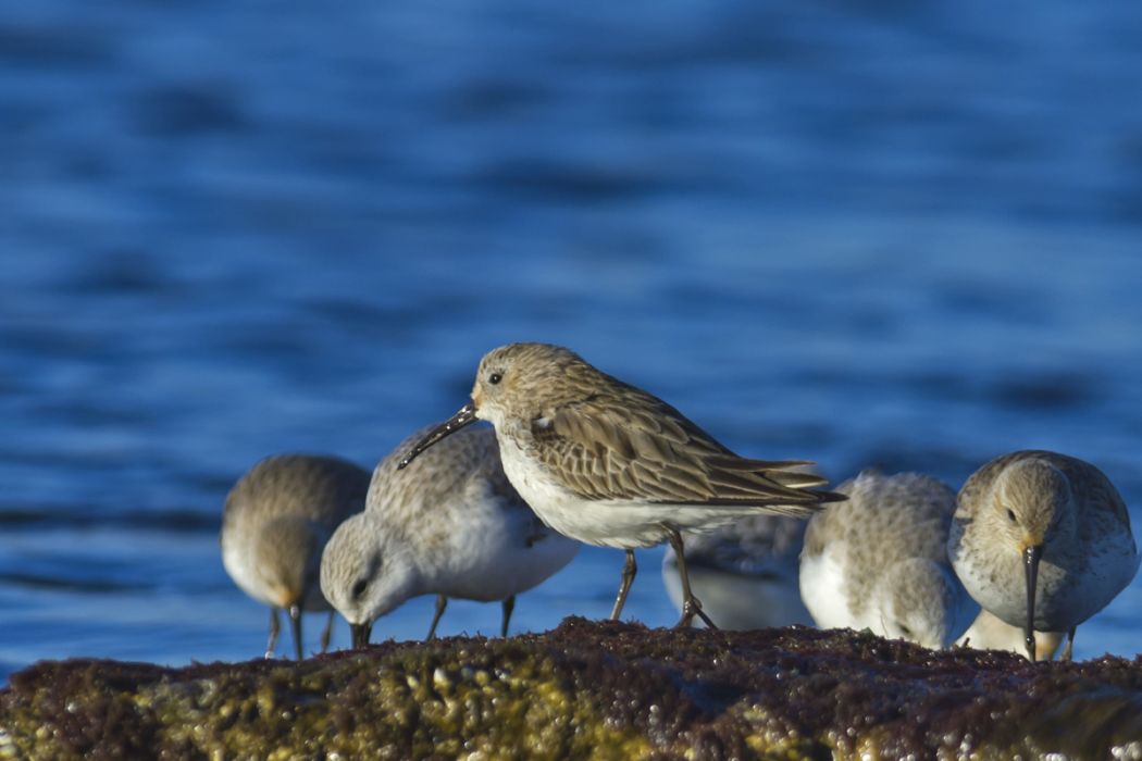 Dunlin