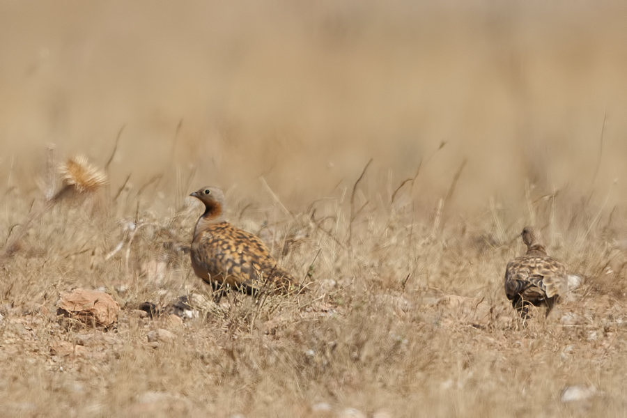 Black-bellied Sandgrouse