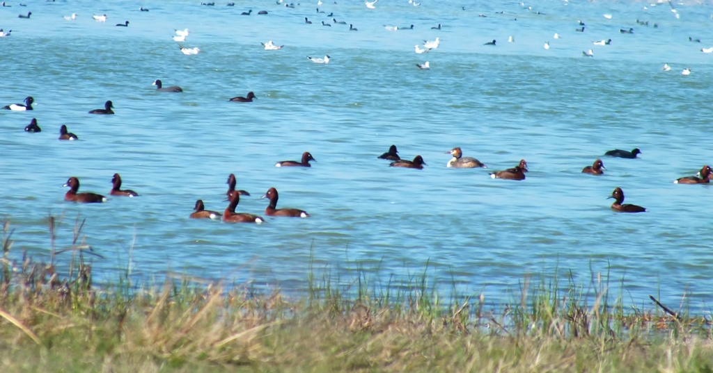 Ferruginous Duck