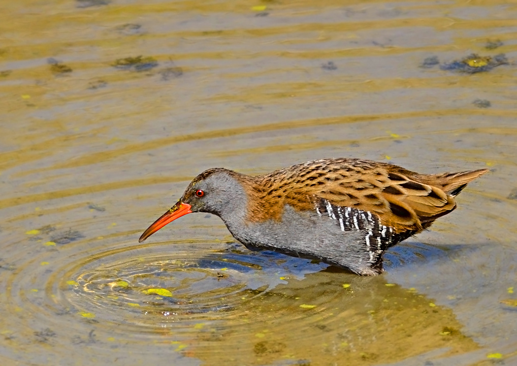 Water Rail