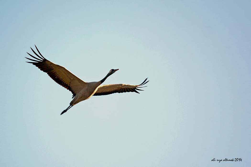 Common Crane