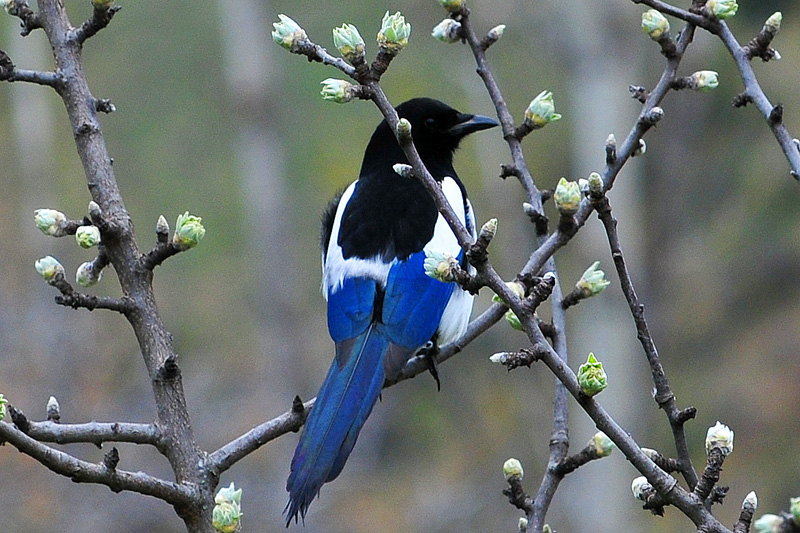 Eurasian Magpie