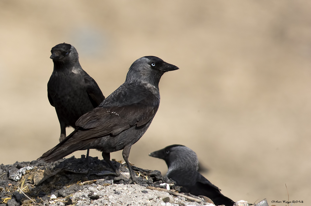 Western Jackdaw