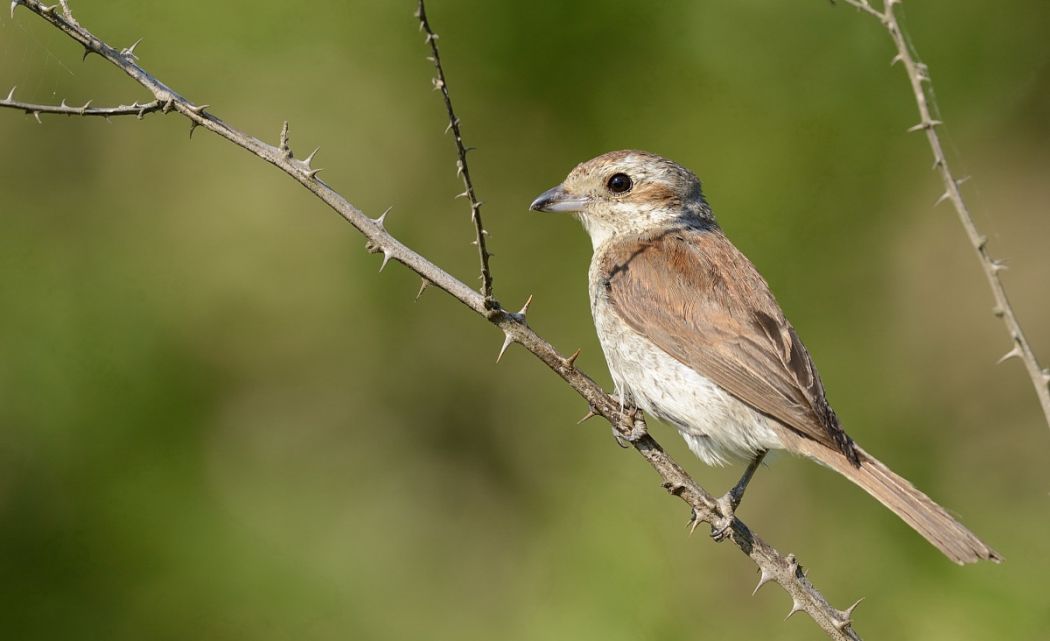 Red-backed Shrike