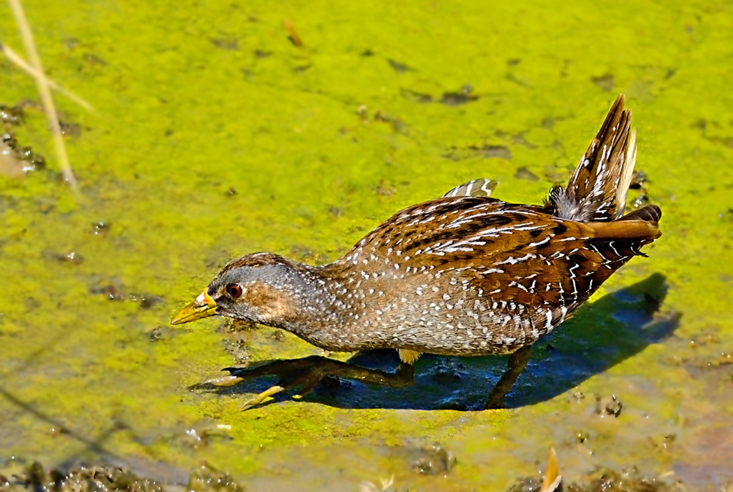 Spotted Crake