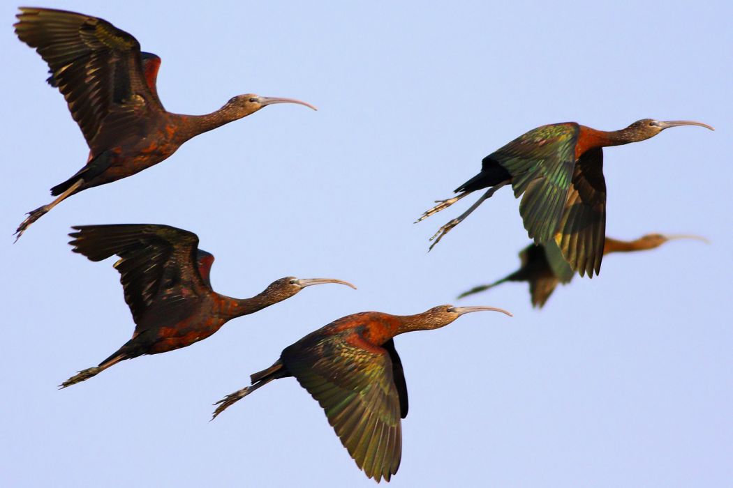 Glossy Ibis