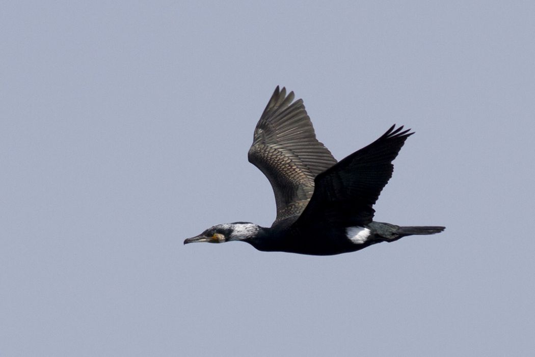 Great Cormorant