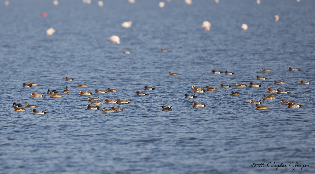Eurasian Wigeon