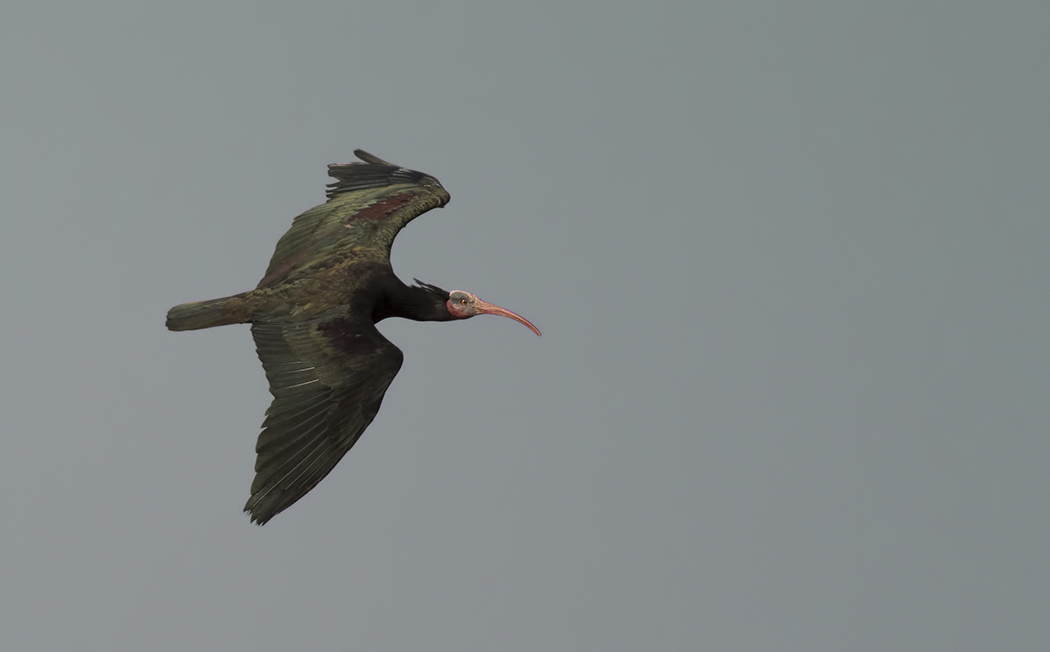 Northern Bald Ibis