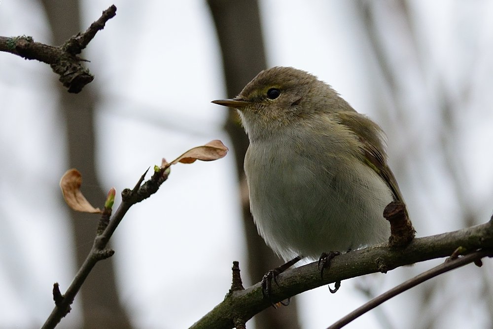 Common Chiffchaff