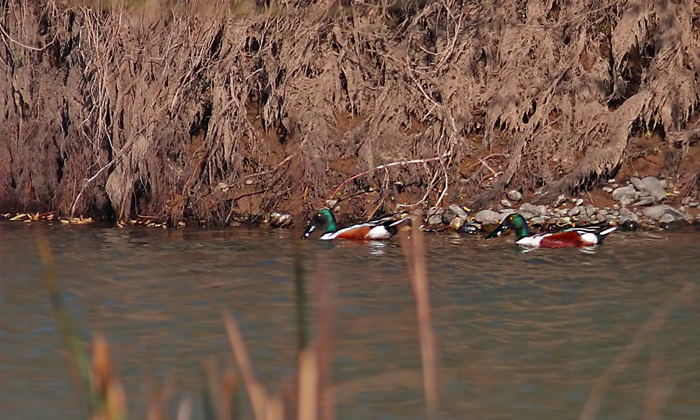 Northern Shoveler