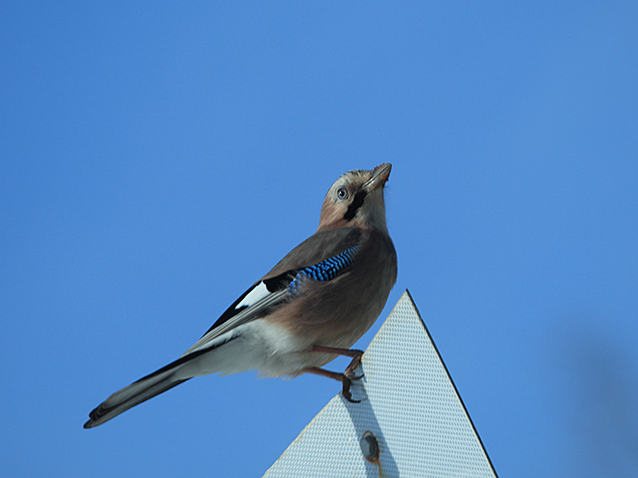 Eurasian Jay