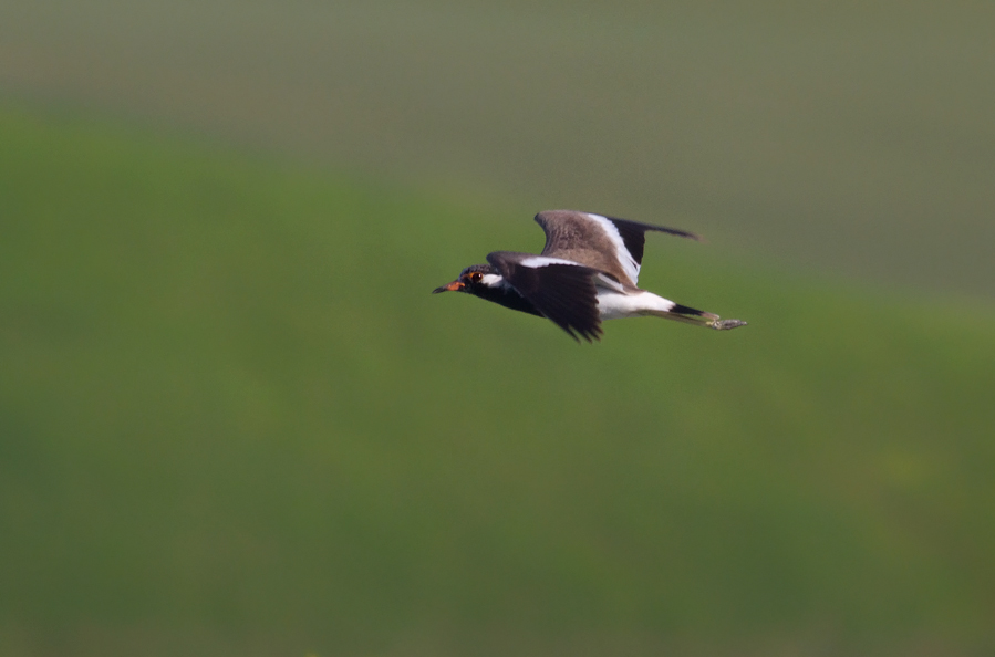 Red-wattled Lapwing