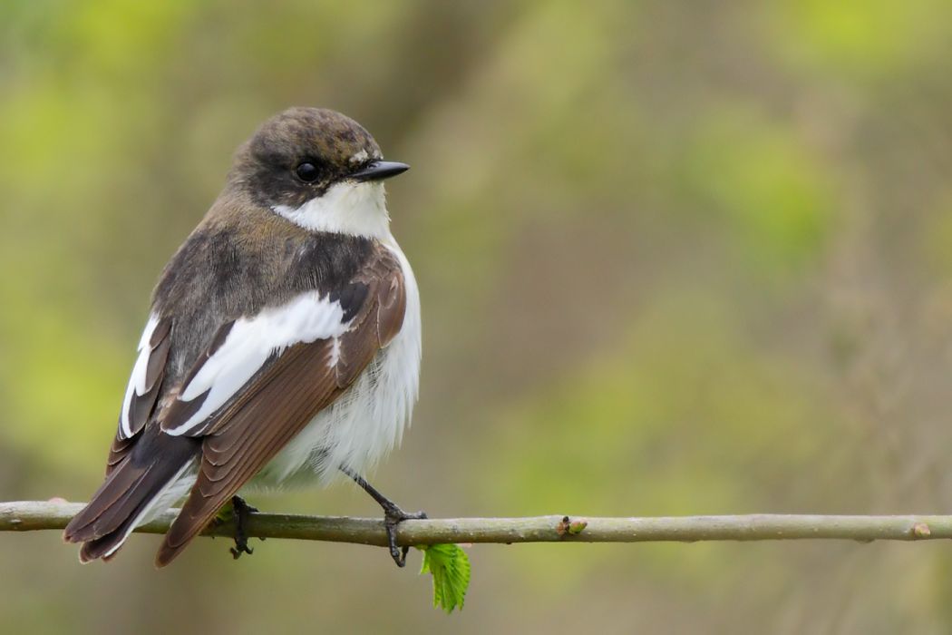 European Pied Flycatcher