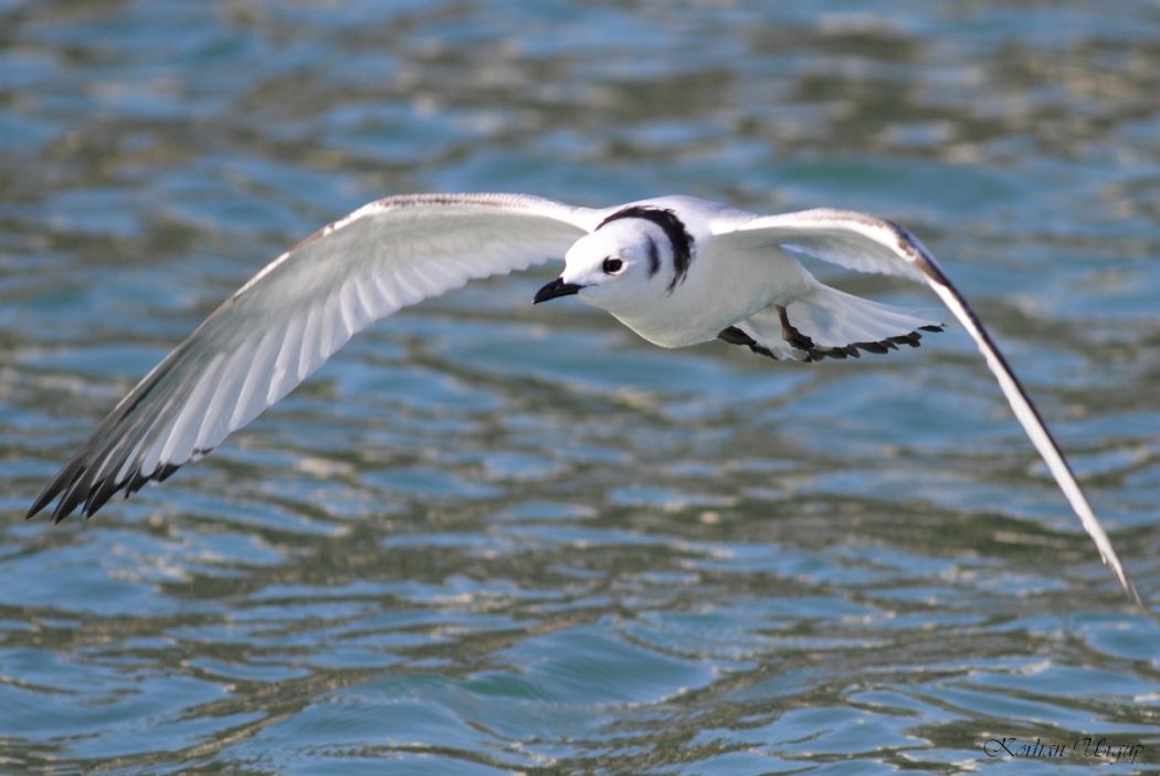 Black-legged Kittiwake