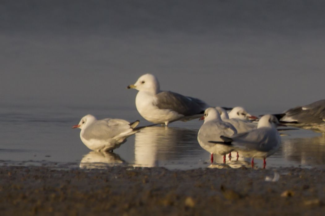 Common Gull