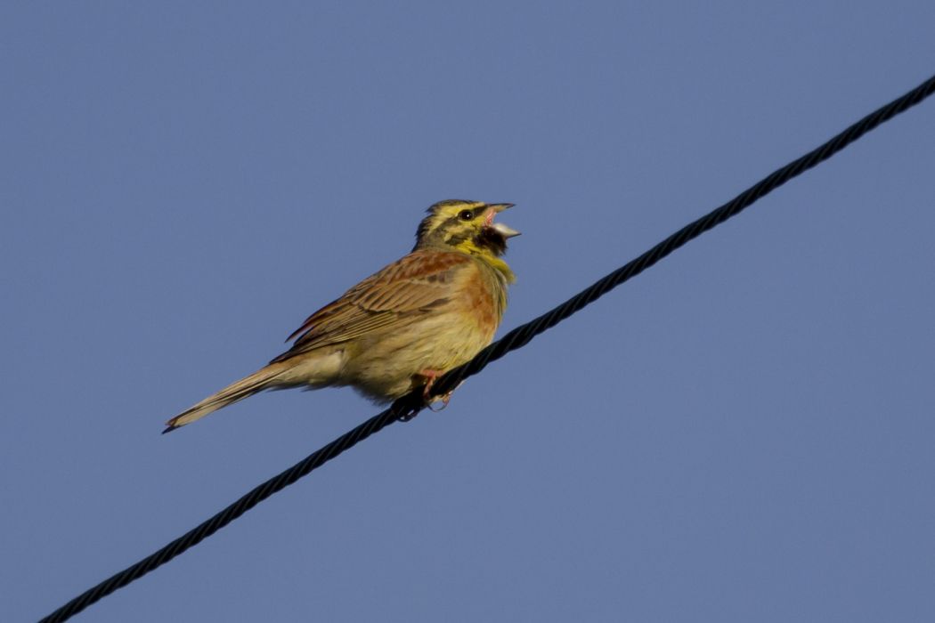 Cirl Bunting