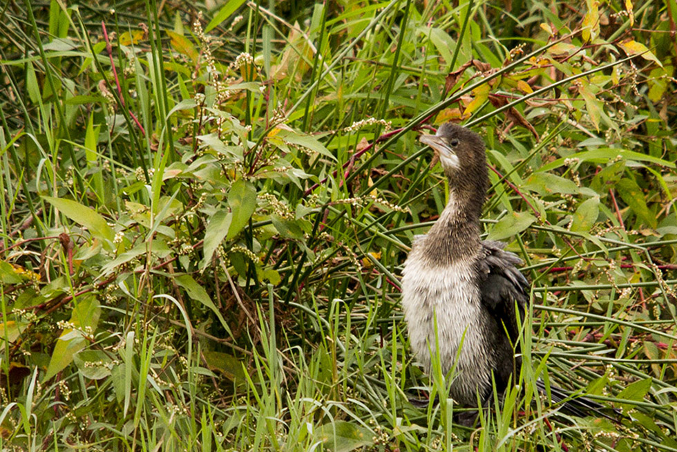 Pygmy Cormorant