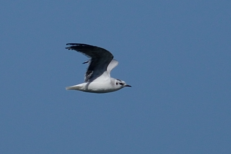 Little Gull