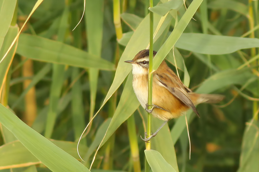 Moustached Warbler