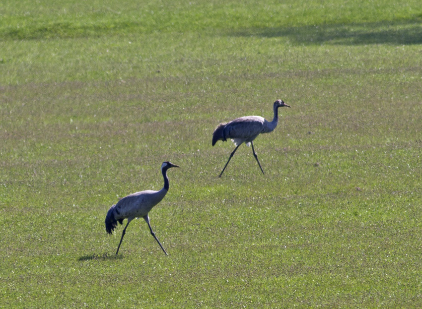 Common Crane