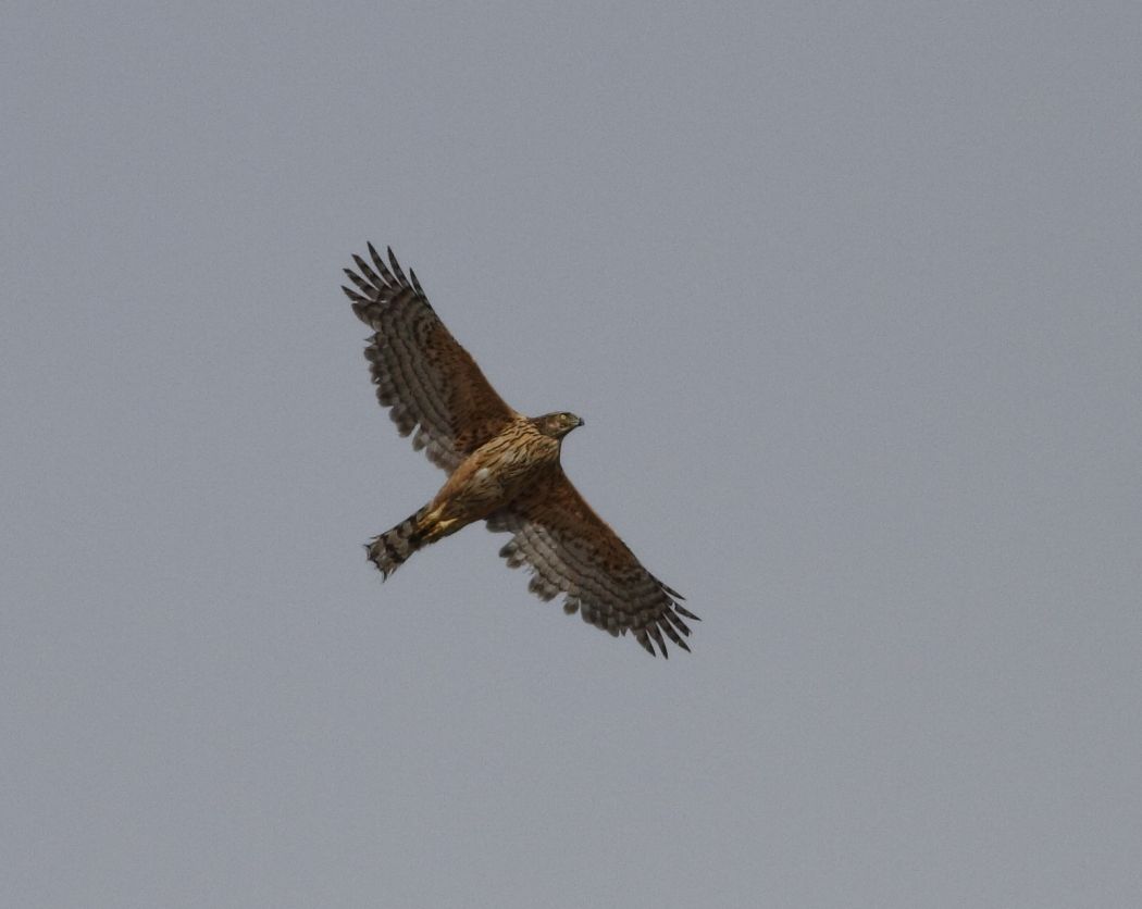 Northern Goshawk