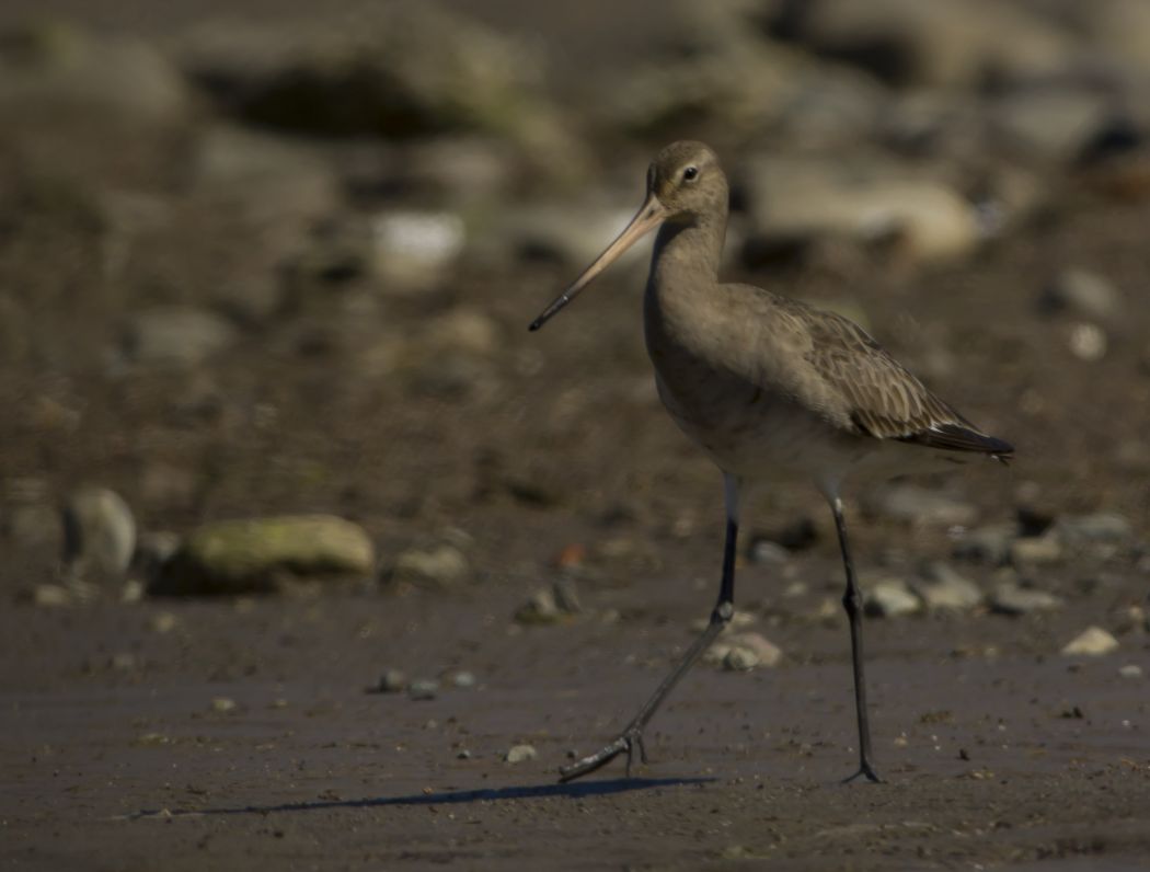 Black-tailed Godwit