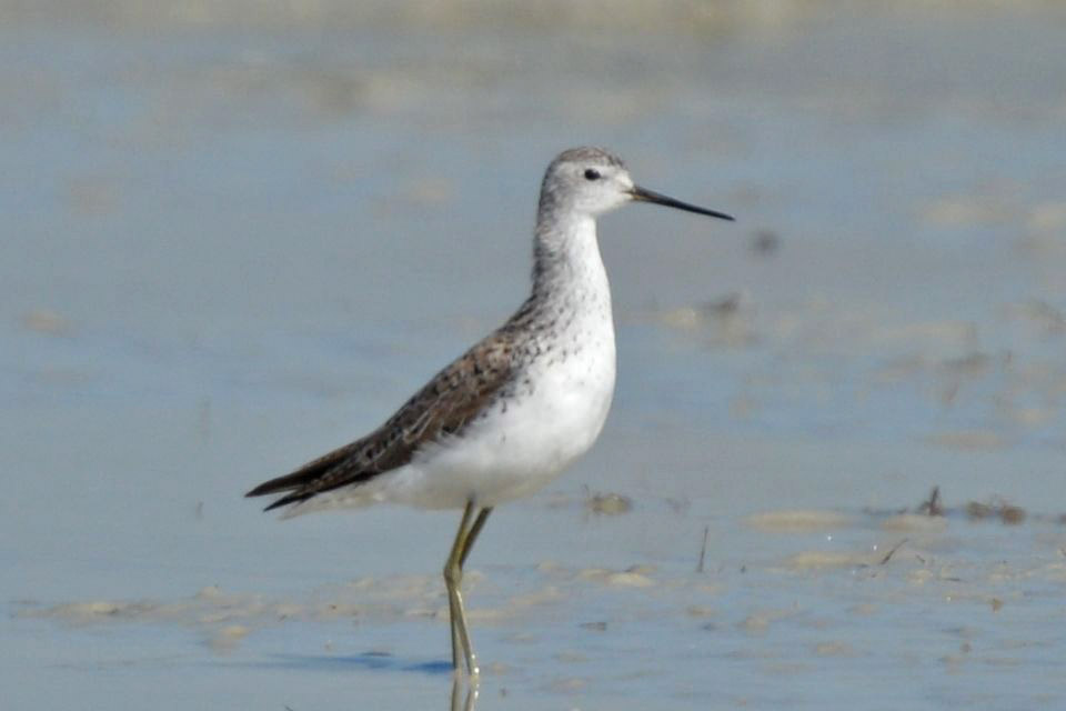Marsh Sandpiper