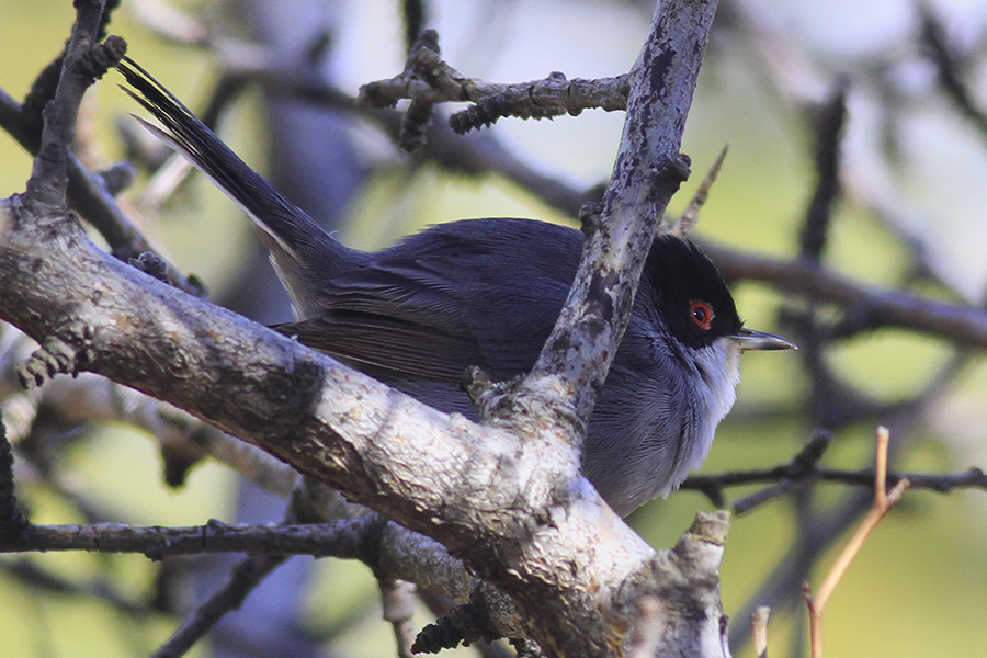 Sardinian Warbler