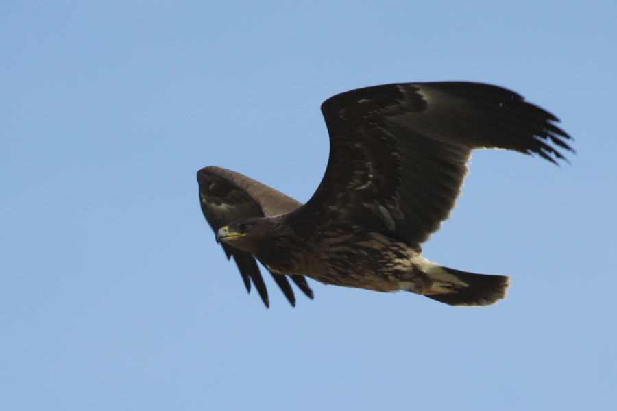 Greater Spotted Eagle