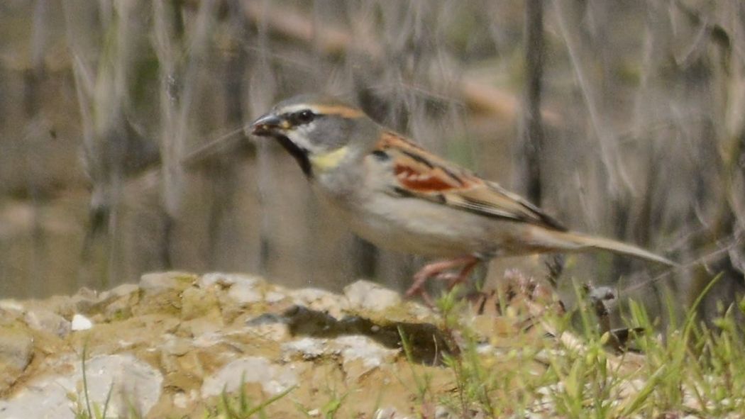 Dead Sea Sparrow