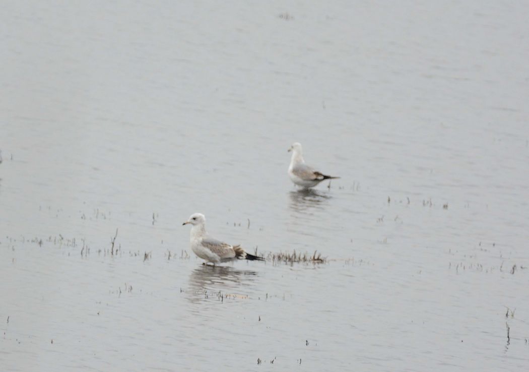 Common Gull
