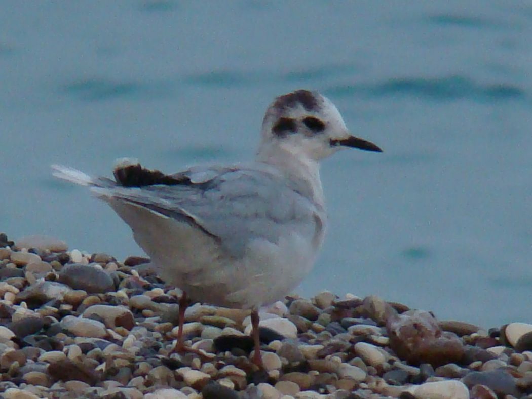 Little Gull