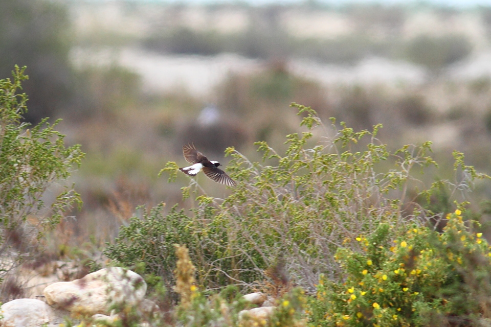 Pied Wheatear