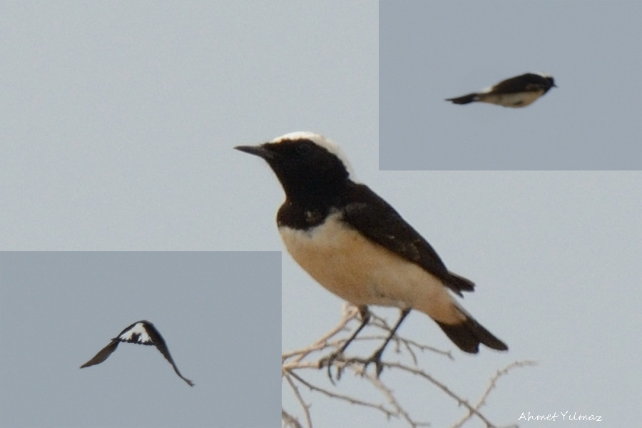 Pied Wheatear