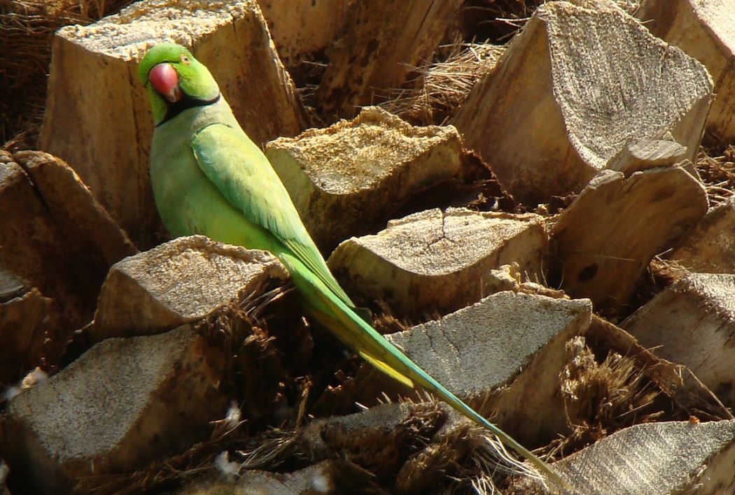Yeşil Papağan