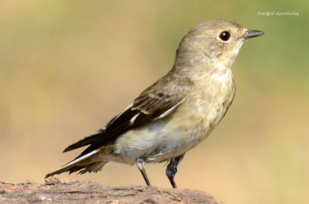 European Pied Flycatcher