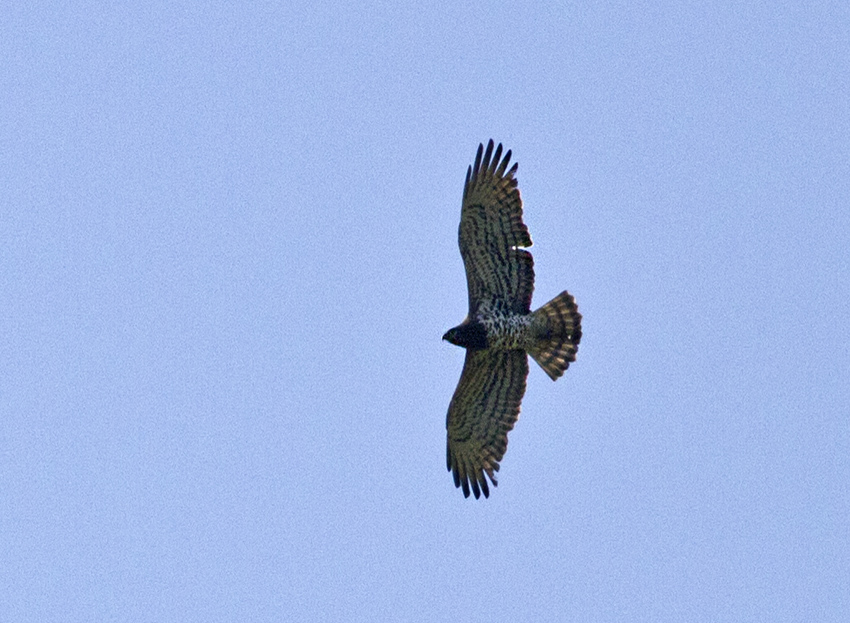 Yılan Kartalı