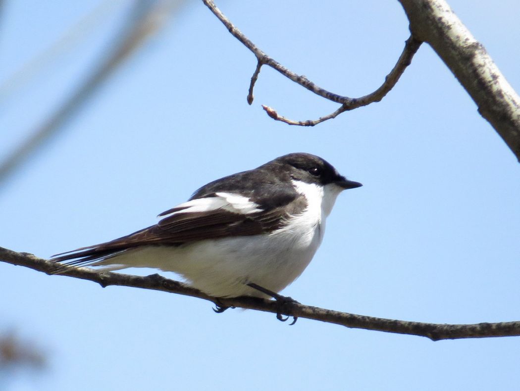 European Pied Flycatcher