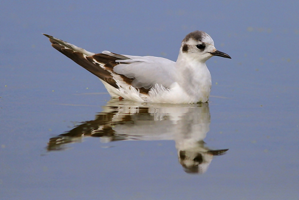 Little Gull