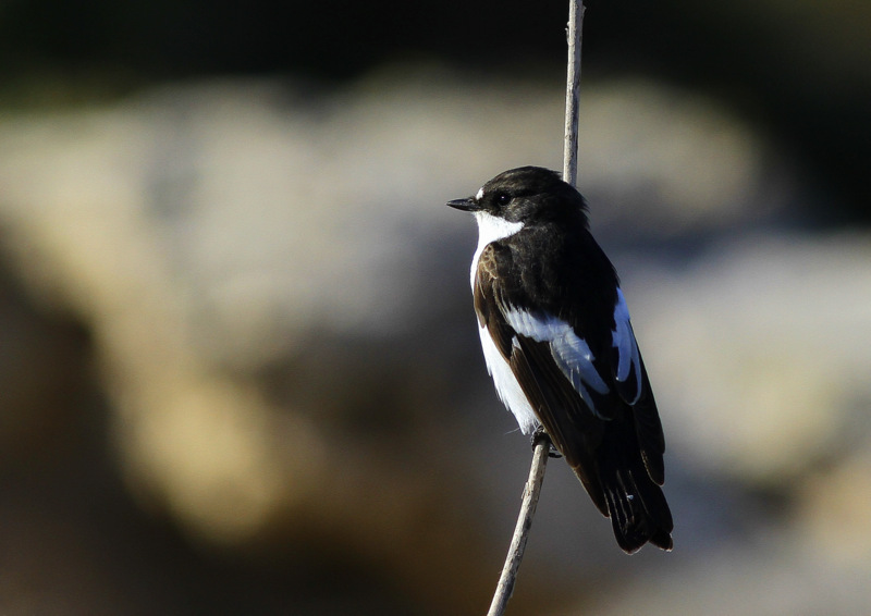 European Pied Flycatcher
