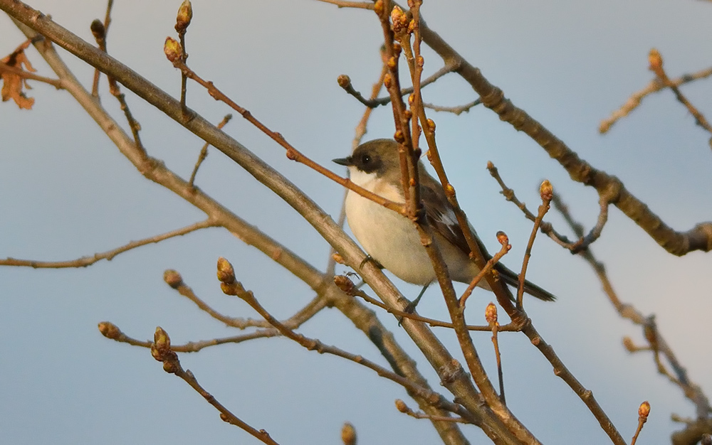 European Pied Flycatcher