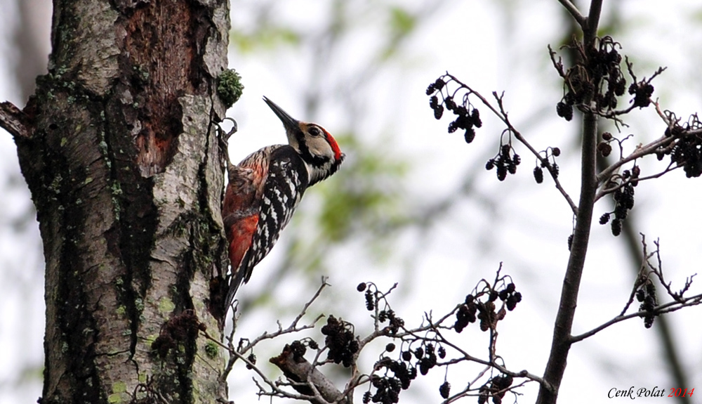 White-backed Woodpecker