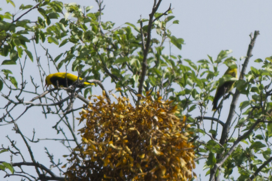 Eurasian Golden Oriole