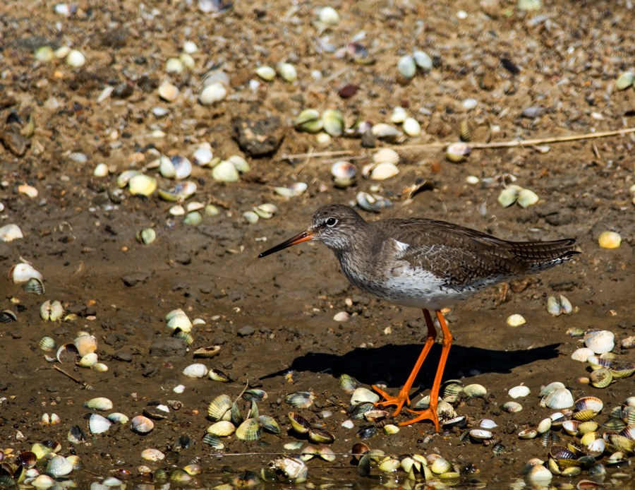 Common Redshank